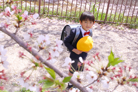 入学　男の子　緑店、豊田店では桜ロケでの撮影も可能！入学ならではの季節のお写真が撮れます。
