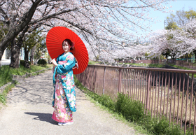 成人式振袖　緑店では扇川での桜ロケが人気！振袖が映えます！